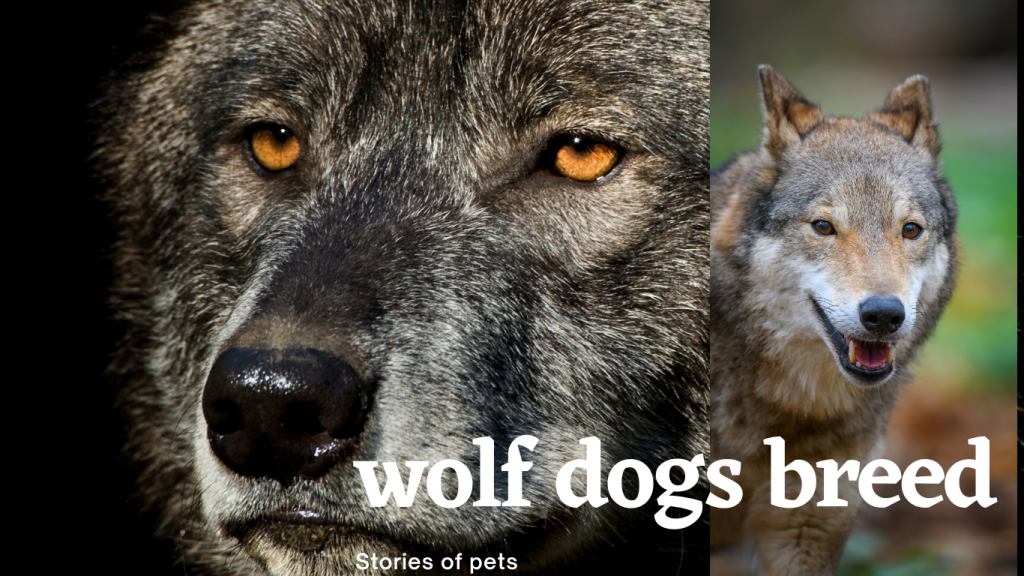 Wolf dogs stories of pets to wild
