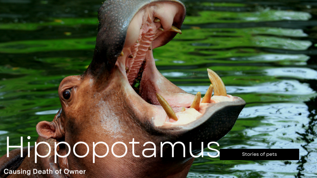 story of a Pet hippopotamus